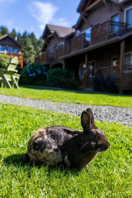 Rabbit in the lawn greeting guests