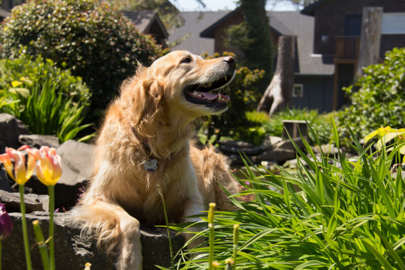 Garden dog in the sunshine